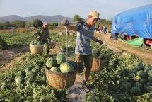 Dân “khóc ròng” vì dưa hấu 500 đồng/kg, nhiều người chung tay “giải cứu”