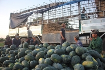 Bắt 3 đối tượng “bảo kê”, cưỡng đoạt tiền của người mua dưa