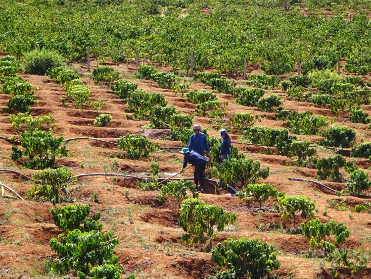 nguy co thieu nuoc tuoi ca phe do tinh trang han han o tay nguyen