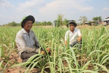 Bàn tay thanh niên biến vùng “đất chết” thành “làng triệu phú”