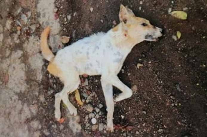 Gia lai: 16 người bị chó cắn khi đi tập thể dục trên đường