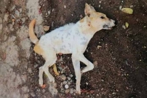 Gia lai: 16 người bị chó cắn khi đi tập thể dục trên đường