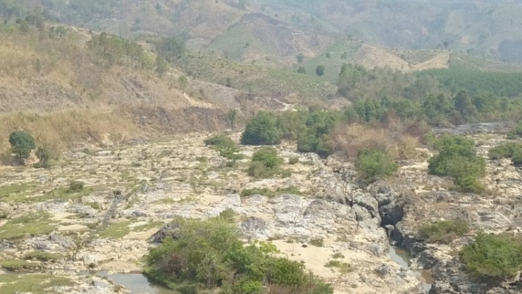 Kon Tum: Thủy điện tích nước khiến hoa màu chết khô, yêu cầu hỗ trợ thiệt hại cho người dân