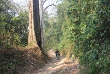 Rừng hương quý bị xâm hại, ai chịu trách nhiệm (?)