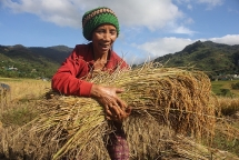 Chùm ảnh: Mê mẩn “mùa vàng” trên đỉnh Măng Ri