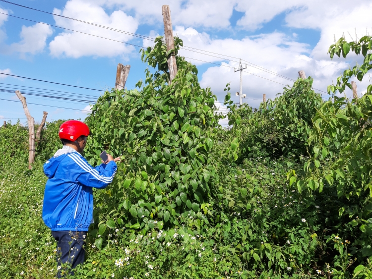 nong dan khoc rong vi vo mong tu cay sachi