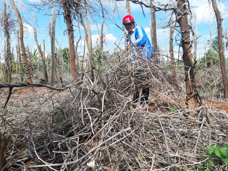 nong dan khoc rong vi vo mong tu cay sachi