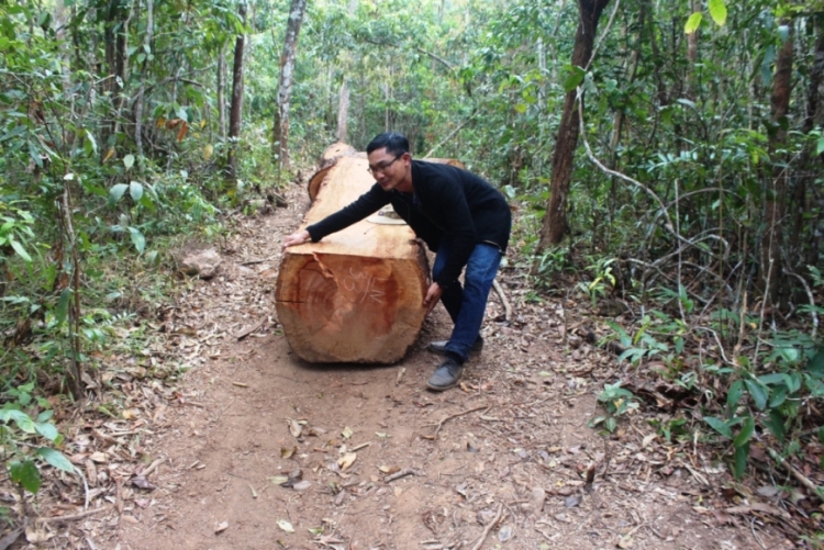 “Đưa gỗ lậu về nhà làm bàn ghế”, Chủ tịch xã bị cách hết chức vụ Đảng