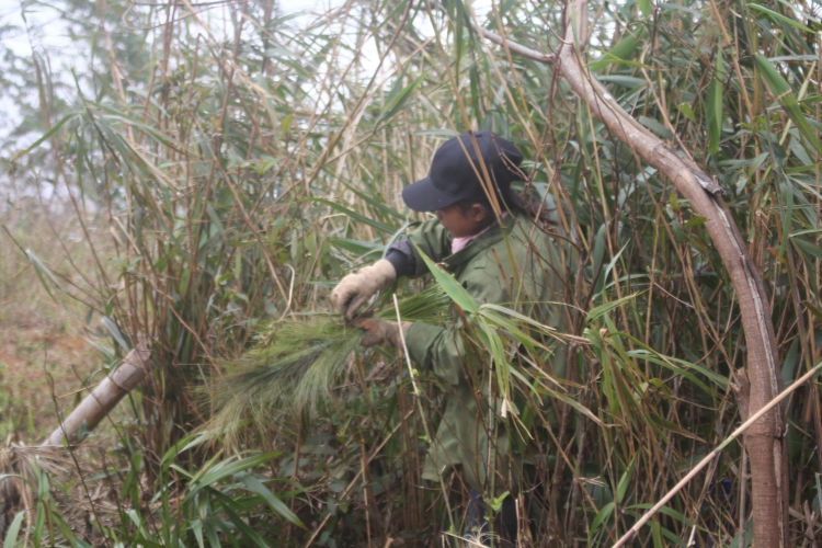 nhoc nhan nghe hai loc troi