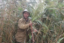 Nhọc nhằn nghề hái “lộc trời”