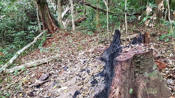 can canh rung truong son bi tan pha nghiem trong