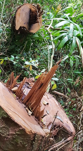 can canh rung truong son bi tan pha nghiem trong