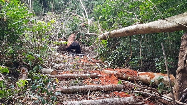 can canh rung truong son bi tan pha nghiem trong