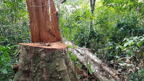 can canh rung truong son bi tan pha nghiem trong