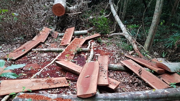 can canh rung truong son bi tan pha nghiem trong