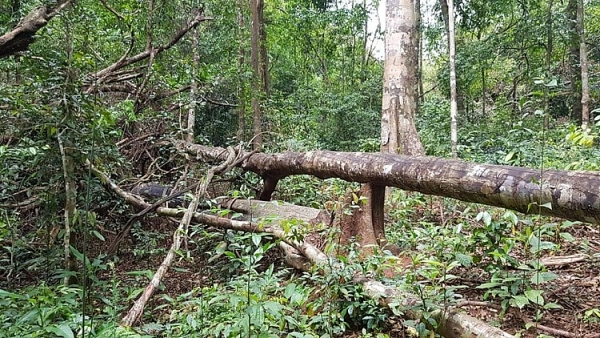 can canh rung truong son bi tan pha nghiem trong