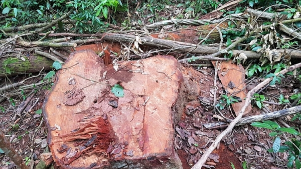 can canh rung truong son bi tan pha nghiem trong