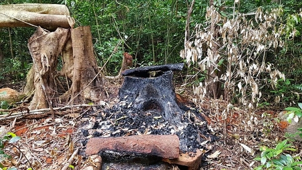 can canh rung truong son bi tan pha nghiem trong