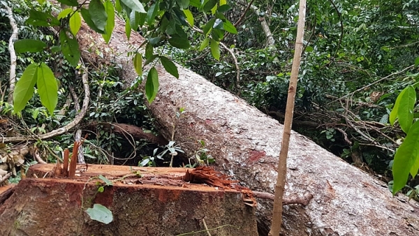 can canh rung truong son bi tan pha nghiem trong