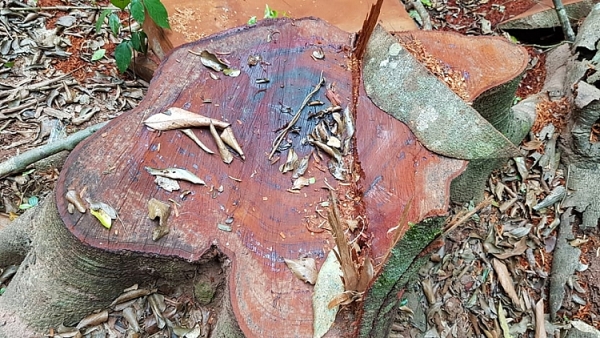 can canh rung truong son bi tan pha nghiem trong