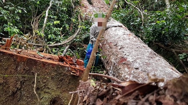 can canh rung truong son bi tan pha nghiem trong