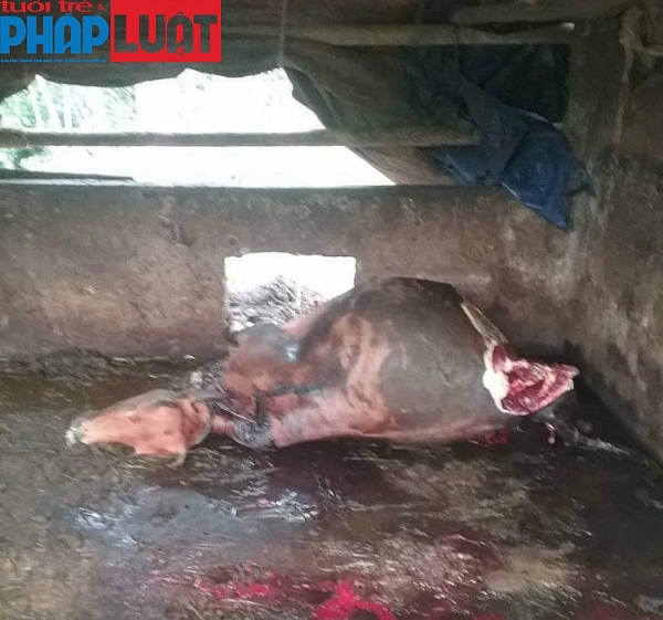 trom vao tan chuong cat va mang di hai dui sau bo cai mang thai