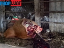 Hy hữu: Trộm vào tận chuồng xẻ thịt hai đùi sau bò cái mang thai