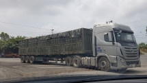 Cơ quan chức năng Quảng Bình “bó tay” với xe chở cát siêu tải trọng