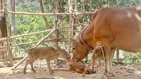 Kỳ lạ: Bò mẹ liên tục sinh đôi, sinh ba ở Quảng Bình