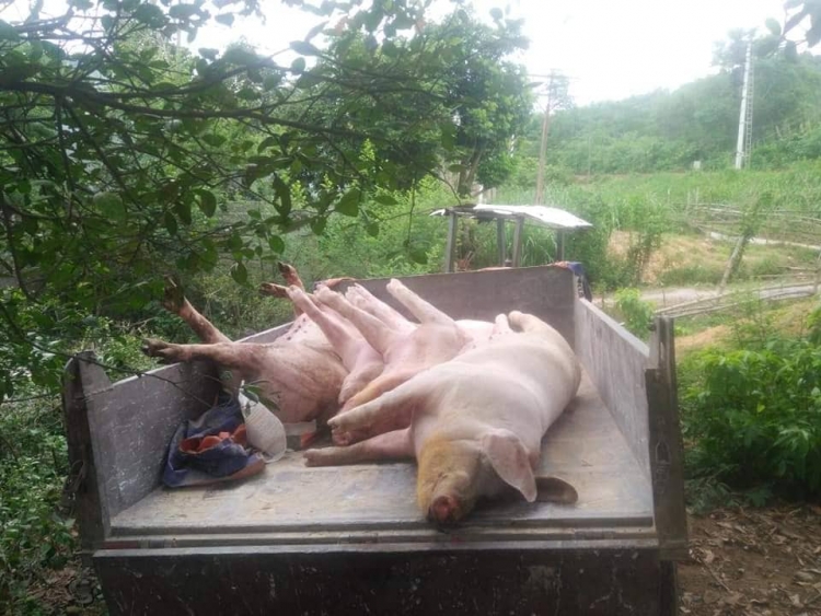 Quảng Bình: Xuất hiện ổ dịch tả lợn châu Phi ở huyện Minh Hóa