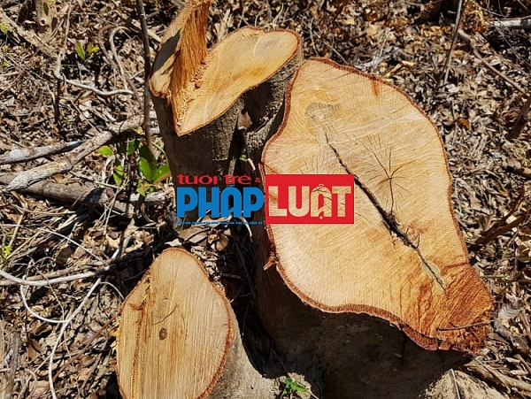 quang binh gan chuc hecta rung o quang chau bi pha tan hoang