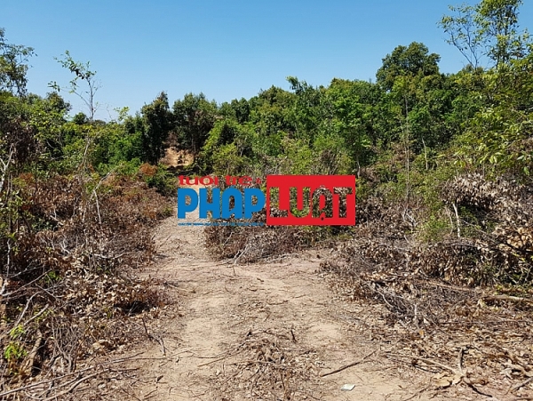 quang binh gan chuc hecta rung o quang chau bi pha tan hoang
