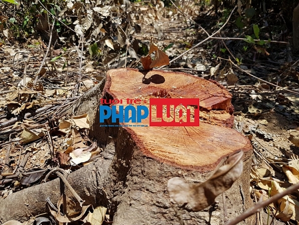 quang binh gan chuc hecta rung o quang chau bi pha tan hoang