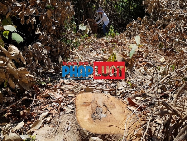 quang binh gan chuc hecta rung o quang chau bi pha tan hoang