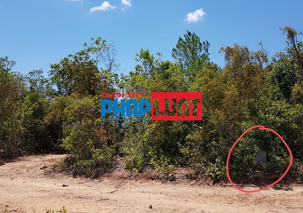 quang binh gan chuc hecta rung o quang chau bi pha tan hoang