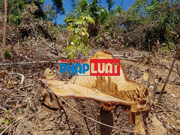 quang binh gan chuc hecta rung o quang chau bi pha tan hoang