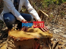 Quảng Bình: Gần chục hecta rừng ở Quảng Châu bị phá tan hoang