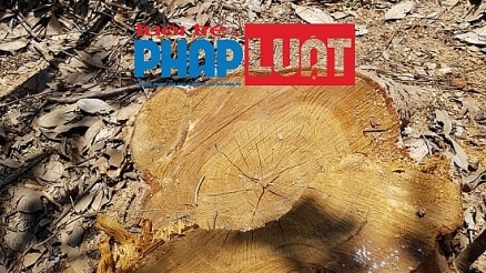 Lộ thủ phạm phá tan hoang gần chục hecta rừng Quảng Châu