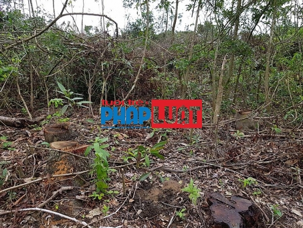 quang tri hang loat dien tich rung o huong hoa bi tan pha