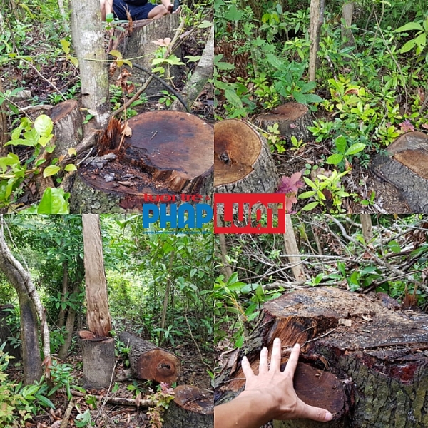 tiep bai pha rung o quang tri go rung chat nui trong nha may go dam