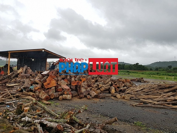 tiep bai pha rung o quang tri go rung chat nui trong nha may go dam