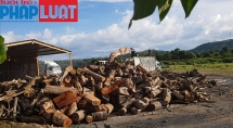 Tiếp bài phá rừng ở Quảng Trị: Gỗ rừng chất núi trong nhà máy gỗ dăm