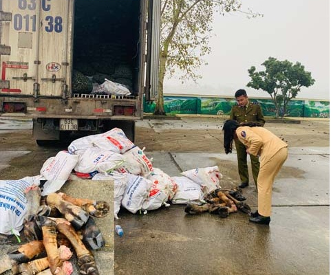 Thanh Hóa: Bắt giữ xe tải vận chuyển gần 1 tấn chân trâu, bò không rõ nguồn gốc