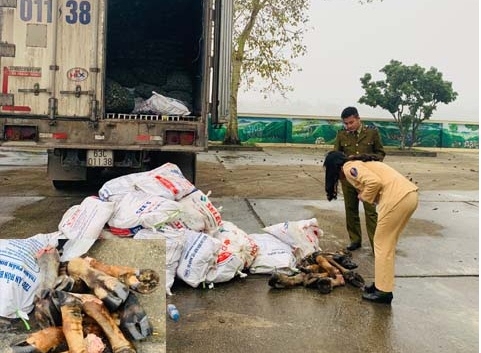 thanh hoa bat giu xe tai van chuyen gan 1 tan chan trau bo khong ro nguon goc