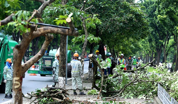 se bo sung 1100 cay bong mat sau khi du an mo rong duong lang hoan thanh