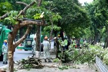 se bo sung 1100 cay bong mat sau khi du an mo rong duong lang hoan thanh