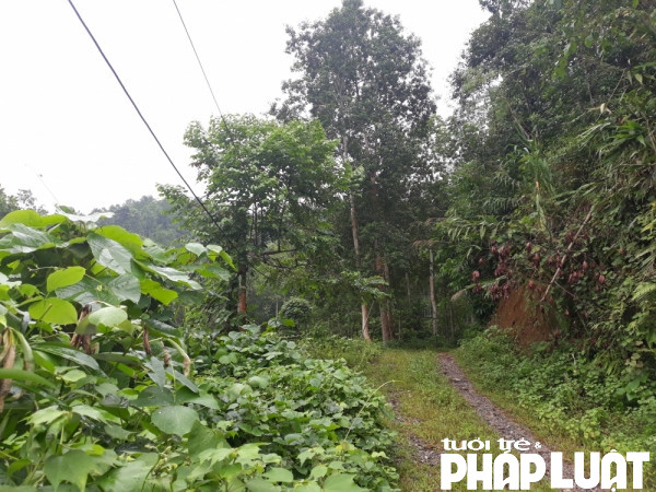 Khu vực đất của ông Cao Trần Quyền tại xã Bản Qua, huyện Bát Xát, tỉnh Lào Cai.