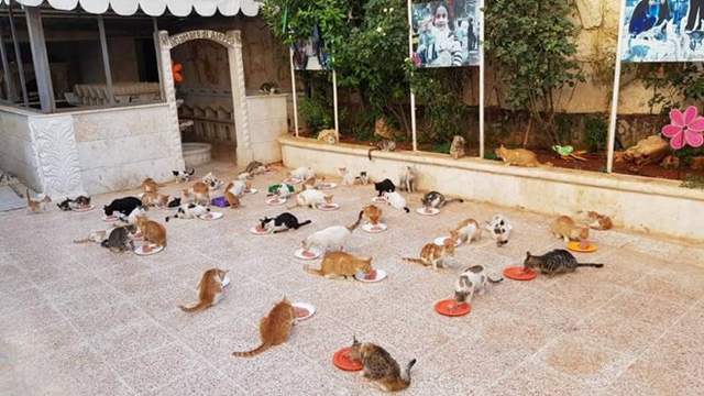 (Nguồn: Alaa and house of Cats Ernesto in Aleppo).