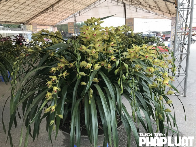 Hoa địa lan được trồng trên Tả Van, Sapa, Lào Cai.
