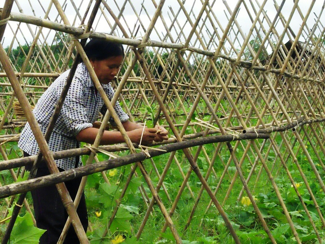 Chị Bùi Thị Sen đang chăm sóc vườn bí